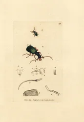 Malbagge, Drypta dentata (Guldmunnande carabus, Carabus chrysostomos). Handkolorerad kopparstick av James Sowerby från The British Miscellany, eller färgade figurer av nya, sällsynta eller föga kända djurämnen.