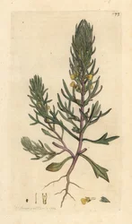 Slipad tall, Ajuga chamaepitys (gran) Handfärgad kopparstick efter en illustration av James Sowerby från James Smith
