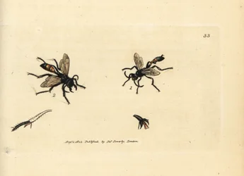 Hårig sandgeting, Podalonia hirsuta (Ammophila hirsuta). Handfärgad kopparstick av James Sowerby från The British Miscellany, eller färgade figurer av nya, sällsynta eller föga kända djurämnen.