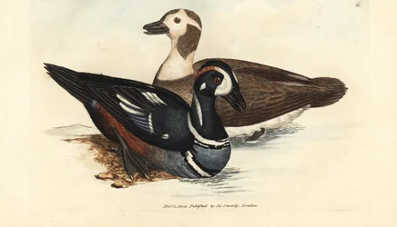 Harlekinanka, Histrionicus histrionicus (Anas histrionica). Man och kvinna. Handkolorerad kopparstick av James Sowerby från The British Miscellany, eller färgade figurer av nya, sällsynta eller föga kända djurämnen.