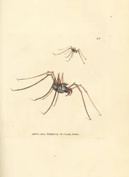 Harvestman spindel, Megabunus diadema. Handkolorerad kopparstick av James Sowerby från The British Miscellany, eller färgade figurer av nya, sällsynta eller föga kända djurämnen.