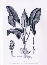 Herb Paris, Nature in Britain publicerad av Collins, 1946