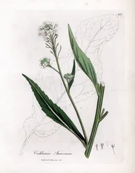 Pepparrot eller cranson - Pepparrot, Armoracia rusticana. Handfärgad kopparstick från en botanisk illustration av James Sowerby från William Woodville och Sir William Jackson Hookers "" Medical Botany", John Bohn, London