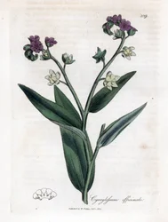 Hunds tunga, Cynoglossum officinale. Handfärgad kopparstick från en botanisk illustration av James Sowerby från William Woodville och Sir William Jackson Hookers "" Medical Botany", John Bohn, London