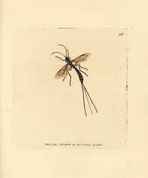 Ichneumon fluga, Rhyssa persuasoria (Ichneumon persuasorius). Handkolorerad kopparstick av James Sowerby från The British Miscellany, eller färgade figurer av nya, sällsynta eller föga kända djurämnen.