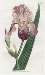 Iris en lukt av fläder - Litografi av James Sowerby (1757-1822), tallrik från William Curtis