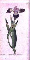 Iris vericolour, tallrik 21 från William Curtis 