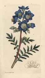 Jakobs stege eller grekisk valeriana, Polemonium caeruleum Handkolorerad kopparstick efter en illustration av James Sowerby från James Smith