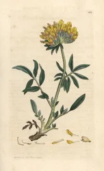 Njurvicker eller damfinger, Anthyllis vulneraria (Anthyllide vulneraire) Handfärgad kopparstick efter en illustration av James Sowerby från James Smith