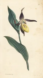 Damtoffelorkidé, Cypripedium calceolus. Handkolorerad kopparstick efter en illustration av James Sowerby från James Smith