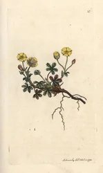 Storblommig potentilla, Potentilla grandiflora (Spring cinquefoil, Potentilla verna) (cinquefoil) Handfärgad kopparstick efter en illustration av James Sowerby från James Smith