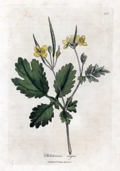 Stor chelidoin eller stor ljus - Svalört, Chelidonium majus. Handfärgad kopparstick från en botanisk illustration av James Sowerby från William Woodville och Sir William Jackson Hookers "" Medical Botany", John Bohn, London