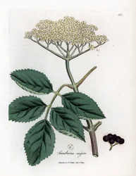 Stor fläder eller svart fläder - Vanlig svart fläder, Sambucus nigra. Handkolorerad koppargravyr efter en botanisk illustration av James Sowerby ur Medical Botany av William Woodville och Sir William Jackson Hooker, John Bohn, London