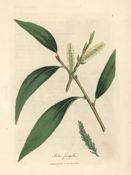 Löv och klappar av sprickpilträdet, Salix fragilis