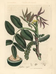 Blad, gul blomma och nöt av det vanliga valnötsträdet, Juglans regia