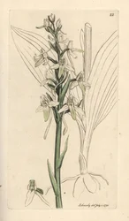 Lesser butterfly orchis, Platanthera bifolia (Orchis bifolia). Handkolorerad kopparstick efter en illustration av James Sowerby från James Smith