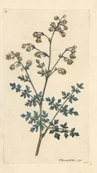 Mindre ängsgata, Thalictrum minus. Handkolorerad kopparstick efter en illustration av James Sowerby från James Smith