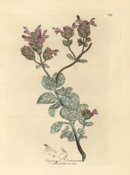 Lilablommig dittany av Kreta, Origanum dictamnus