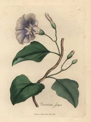Syrenblommig jalapbinde, Convolvulus jalapa