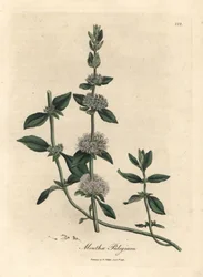 Lilablommig pennyroyal mynta, Mentha trissa