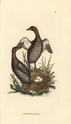 Smådopping, Tachybaptus ruficollis (liten svarthakad dopping, Colymbus hebridicus?). Par på bo med tre ägg. Handkolorerad koppargravyr av James Sowerby ur The British Miscellany, or Coloured figures of new, rare, or little known animal subjects.