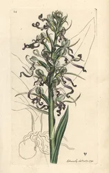 Ödlaorkidé, Himantoglossum hircinum (Ödla satyrion eller ochis, Satyrium hircinum). Handkolorerad kopparstick efter en illustration av James Sowerby från James Smith
