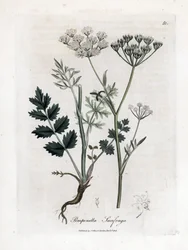 Locage saxifrage - Burnet saxifrage, Pimpinella saxifraga. Handfärgad kopparstick från en botanisk illustration av James Sowerby från William Woodville och Sir William Jackson Hookers "" Medical Botany", John Bohn, London