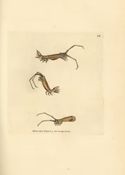 Långhornig isopod, Astacilla longicornis (Oniscus longicornis). Handkolorerad kopparstick av James Sowerby från The British Miscellany, eller färgade figurer av nya, sällsynta eller föga kända djurämnen.
