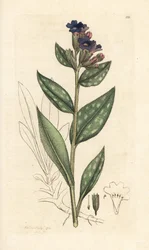 Lungört, Pulmonaria officinalis (pulmonal) Handkolorerad kopparstick efter illustration av James Sowerby från James Smith