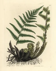 Polypodi hane, Polypodium filix hane