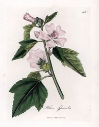 Marshmallow officinale eller vild eller vit lila marshmallow, Althaea officinalis. Handfärgad kopparstick från en botanisk illustration av James Sowerby från William Woodville och Sir William Jackson Hookers "" Medical Botany,"" John Bohn, London