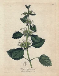 Melisse officinale (Melissa officinalis). Handkolorerad koppargravyr från en illustration av James Sowerby. Utdrag ur boken av William Woodville och Sir William Jackson Hooker "" Botanique medicinale"" 1832. Den outtröttliga Sowerby (1757-1822) ritade