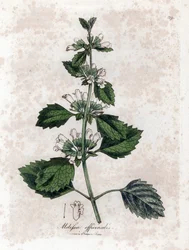 Melisse officinale eller melisse citrongräs - Vanlig balsam, Melissa officinalis. Handfärgad kopparstick från en botanisk illustration av James Sowerby från William Woodville och Sir William Jackson Hookers "" Medical Botany", John Bohn, London