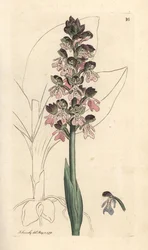 Militär orchis, Orchis militaris (Orchis warrior) Handfärgad kopparstick efter en illustration av James Sowerby från James Smith