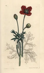 Blandavallmo eller rund taggvallmo, Papaver hybridum. Handkolorerad kopparstick efter en illustration av James Sowerby från James Smith