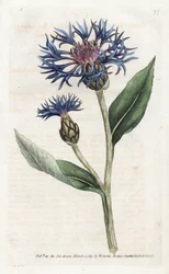 Mountain Centauree or Perennial Blueberry - Litografi av James Sowerby (1757-1822), från William Curtis