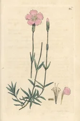 Bergsrosa, Dianthus caesius. Handkolorerad kopparstick efter en illustration av James Sowerby från James Smith