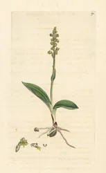 Mysk orkidé, Herminium monorchis (Musk orchis, Ophrys monorchis). Handkolorerad kopparstick efter en illustration av James Sowerby från James Smith