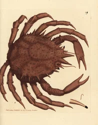 Kungskrabba eller nordlig stenkrabba, Lithodes maja. Handkolorerad kopparstick av James Sowerby från The British Miscellany, eller färgade figurer av nya, sällsynta eller föga kända djurämnen.