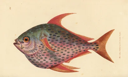 Opah, Lampris guttatus (Zeus opah). Handkolorerad kopparstick av James Sowerby från The British Miscellany, eller färgade figurer av nya, sällsynta eller föga kända djurämnen.