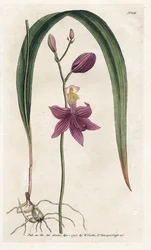 Orchid: calopogon tuberus - Litografi av James Sowerby (1757-1822), från William Curtis