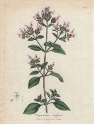 Oregano. Handfärgad kopparstick från en teckning av James Sowerby (1757-1822), i Botanique Medicinale