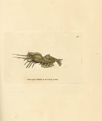 Papegojräka, Spirontocaris spinus (ryggryggsräka; Cancer spinus). Handkolorerad kopparstick av James Sowerby från The British Miscellany, eller färgade figurer av nya, sällsynta eller föga kända djurämnen.