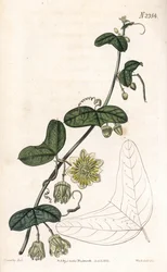 Passionsblomsort - Passiflora biflora (halvmånebladig passionsblomma, Passiflora lunata). Handfärgad kopparstick av Weddell efter en illustration av James Sowerby från Samuel Curtis "" Botanical Magazine,"" London