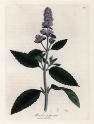 Pepparmynta. Handfärgad kopparstick från en teckning av James Sowerby (1757-1822), i Botanique Medicinale