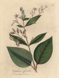 Rosablommigt peruanskt barkträd, Cinchona officinalis