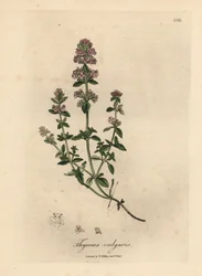 Rosa blommig trädgårdstimjan, Thymus vulgaris