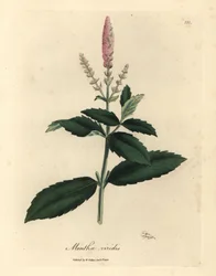Rosa blommig grönmynta, Mentha viridis
