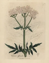 Rosa blommig valeriana, Valeriana officinalis