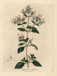 Rosablommig vild mejram, Origanum vulgare